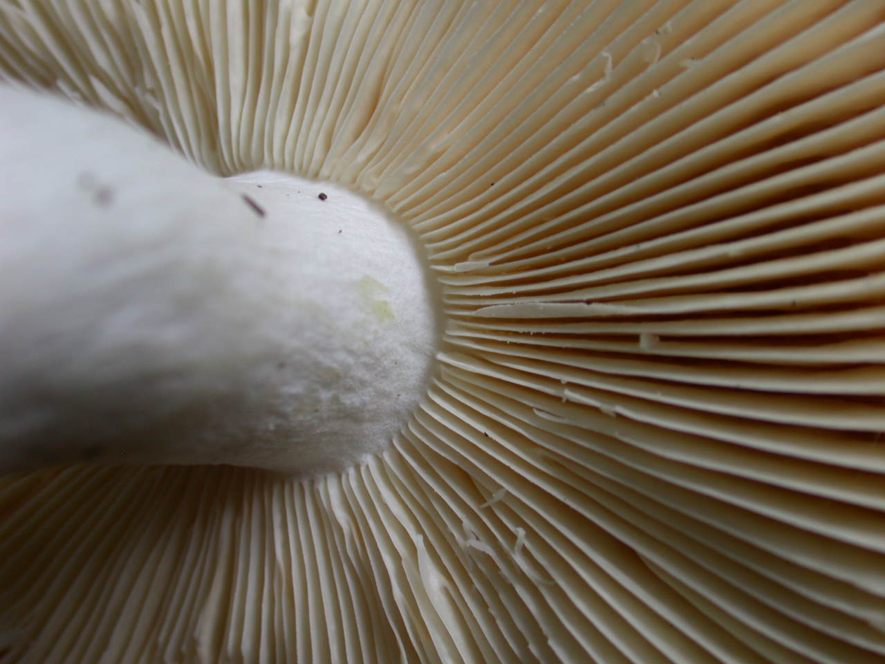 Russula pseudointegra ....